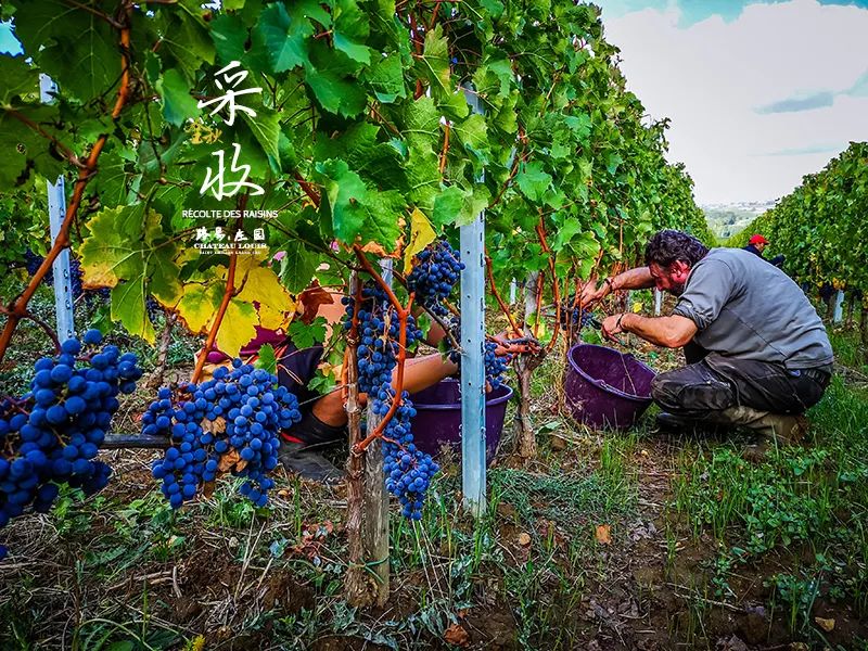 葡萄酒的有机种植、生物动力法，到底是什么意思？