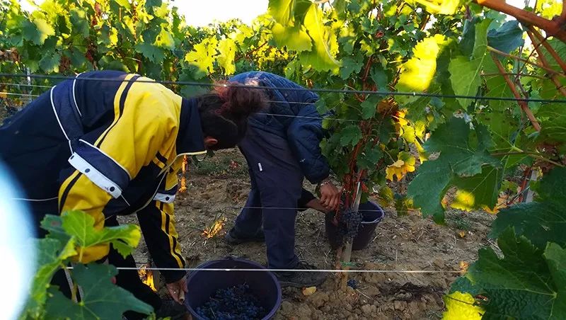 葡萄酒的有机种植、生物动力法，到底是什么意思？